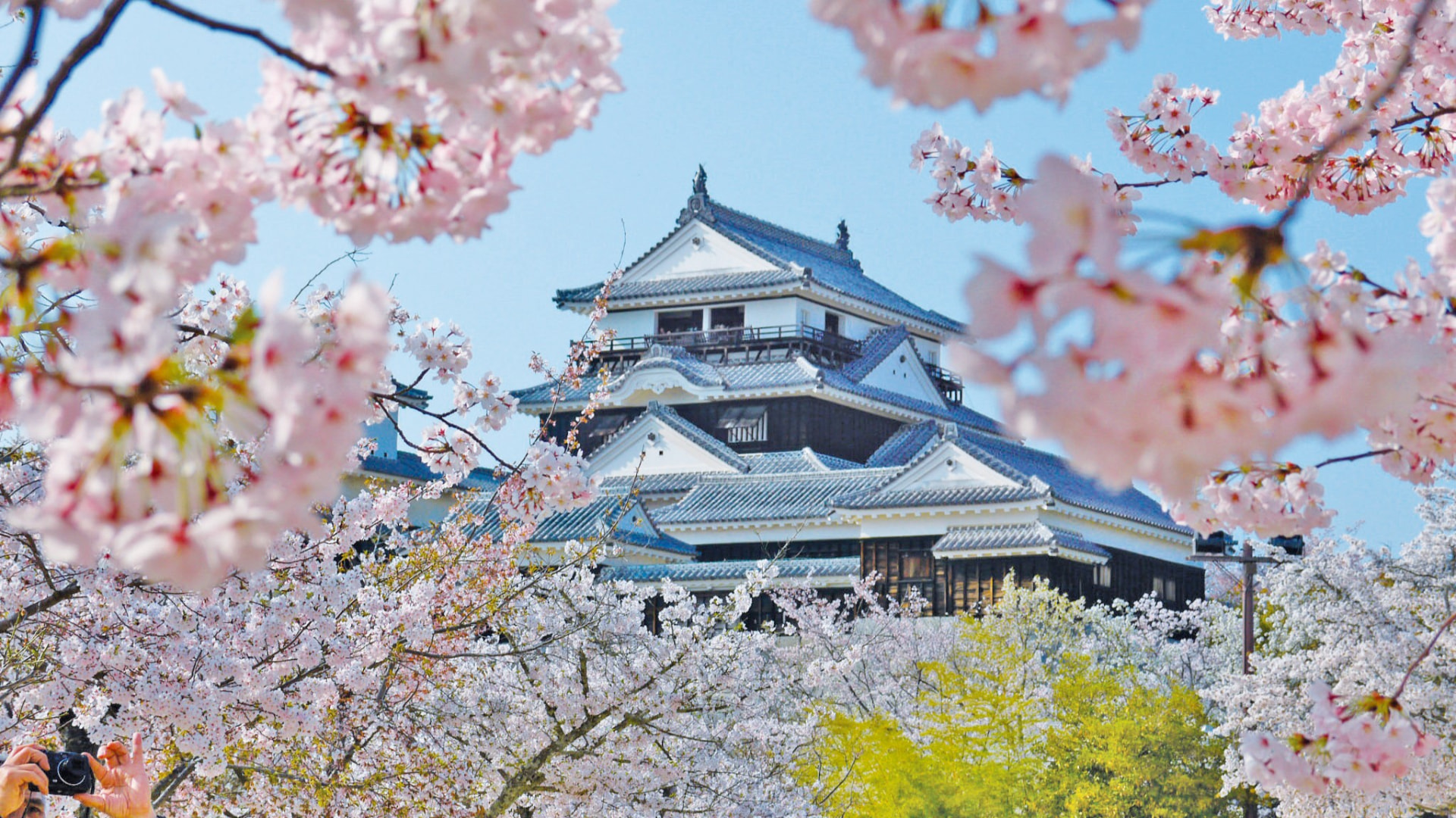 Matsuyama Castle keep framed by cherry blossom against a clear spring sky