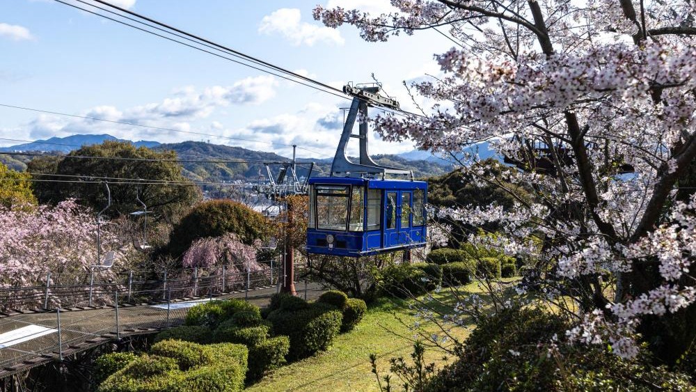 Blue Matsuyama Castle ropeway cabin rising through cherry blossoms towards Mount Katsuyama